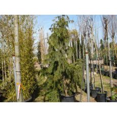 Hayalet Ağacı Chamaecyparis Nootkatensis Pendula 200-250 CM