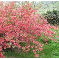 Bahar Dalı Süs Ayvası Pembe Çiçekli Chaenomeles Japonica 40-60 Cm