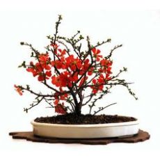 Bahar Dalı Süs Ayvası Pembe Çiçekli Chaenomeles Japonica 40-60 Cm