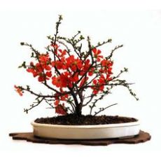 Bahar Dalı Süs Ayvası Kırmızı Çiçekli Chaenomeles japonica 20-25 Cm