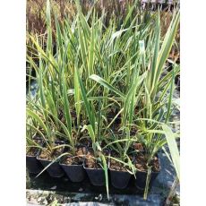 Formiyum Fidanı Formium phormium variegatum 60-80 Cm