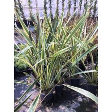 Formiyum Fidanı Formium phormium variegatum 90-110 Cm