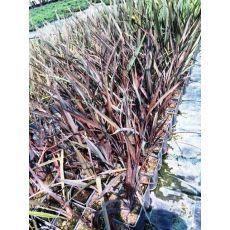 Formiyum Fidanı Formium Phormium Tenax Attropurpureum 80-100 Cm