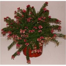 Gravilla Bodur Sarkıcı Grevillea Lanigera 30-40 Cm