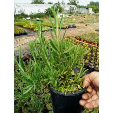 Lavanta Fidanı Lavandula angustifolia