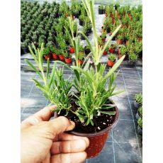 Lavanta Fidanı Lavandula angustifolia