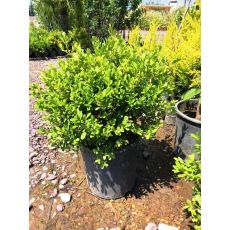 Osmanlı Top Şimşir Yerli Buxus Sempervirens Faulkner 35-40 Cm Çapı