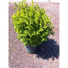 Osmanlı Top Şimşir Yerli Buxus Sempervirens Faulkner 35-40 Cm Çapı