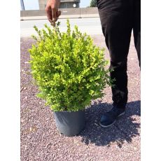 Osmanlı Top Şimşir Yerli Buxus Sempervirens Faulkner 40-45 Cm Çapı