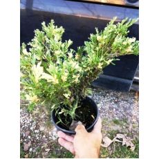 Alacalı Ardıç Juniperus Variegata