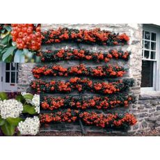 Ateş Dikeni Bodur Fidanı Pyracantha Coccinea nana 20-30 Cm Çapı