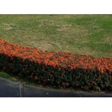 Ateş Dikeni Bodur Fidanı Pyracantha Coccinea nana 20-30 Cm Çapı