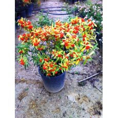 Ateş Dikeni Bodur Fidanı Pyracantha Coccinea nana 50-60 Cm Çapı