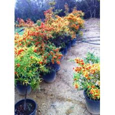 Ateş Dikeni Bodur Fidanı Pyracantha Coccinea nana 50-60 Cm Çapı