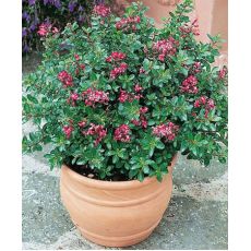 Eskolonya Çiçeği Escallonia Rubra Red Dream 15-25 Cm