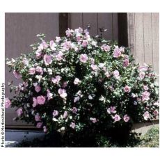 Hatmi Ağaç Fidanı Hibiscus Syriacus 100-120 Cm