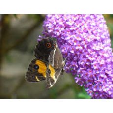 Kelebek Çalısı Fidanı Buddleja Davidii