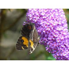 Kelebek Çalısı Fidanı Buddleja Davidii