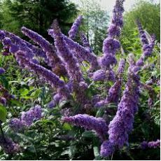 Kelebek Çalısı Fidanı Buddleja Davidii 20-30 Cm