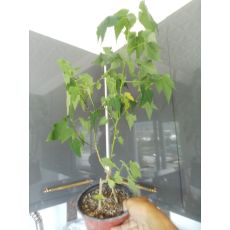Lamba Çiçeği abutilon Sarı Ve Kırmızı Çiçekli Ağaç Küpesi Fidanı