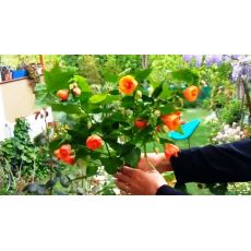 Lamba Çiçeği abutilon Sarı Çiçekli Ağaç Küpesi Fidanı