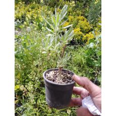 Lavanta Fidanı Lavandula Officinalis 20 cm Fide