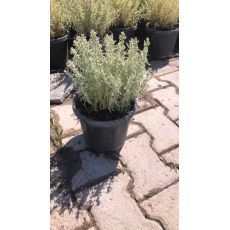 Lavantin Santolina 20-30 Cm Çapında