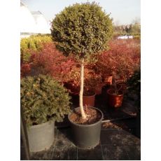 Ligüstrüm Lüküstürüm Tek Top ligustrum Jonandrum