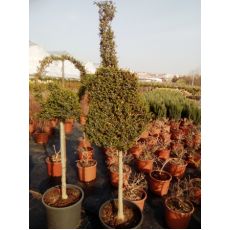 Gitar Figürlü Bitki Lüküstürüm ligustrum