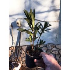 Zakkum Fidanı Zakkum Ağacı Pembe Çiçekli  Nerium Olander 25-35 Cm