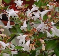 Abelya Bodur Güzellik Çalısı Abelia Grandiflora Nana 20-25 Cm Çapında