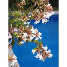 Abelya Bodur Güzellik Çalısı Abelia Grandiflora Nana 20-25 Cm Çapında