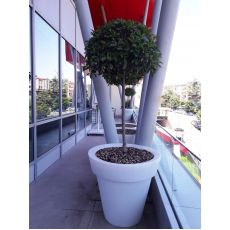 Alev Ağacı Top Şeklinde Photinia Fraseri Red Robin