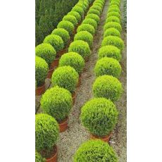 Altuni Top Mazı Thuja Orientalis Aurea 25-30 cm çapı