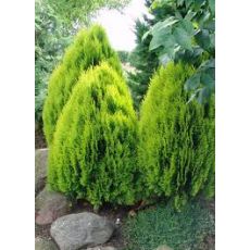 Altuni Top Mazı Thuja Orientalis Aurea 25-30 cm çapı