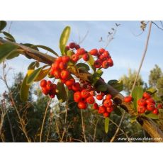 Ateş Dikeni Fidanı Pyracantha Coccinea 40-60 Cm Çapında