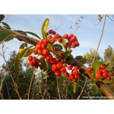 Ateş Dikeni Fidanı Pyracantha Coccinea 40-60 cm