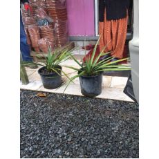 Avize Çiçeği Jucca Yukka Filamentosa 10-15 Cm