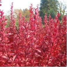 Berberis Kadın Tuzluğu Thunbergii Red Rocket 20-25 Cm