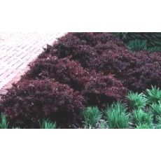 Berberis X Media Red Jevel 20-30 Cm