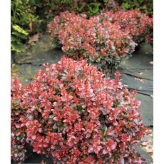 Berberis X Media Red Jevel 20-30 Cm