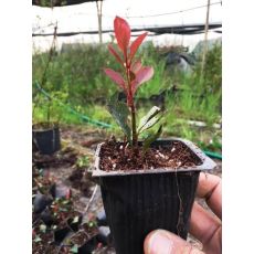 Bodur Alev Ağacı Çalısı Photinia Fraseri Little Red Robin Nana 10-15 Cm
