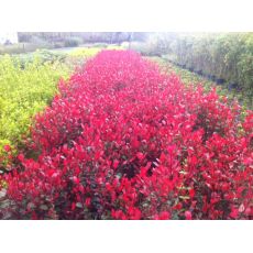 Bodur Alev Ağacı Çalısı Photinia Fraseri Little Red Robin Nana 20-25 Cm Çapı
