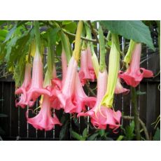 Cennet Borazanı Datura Melek Borazanı Pembe Çiçekli