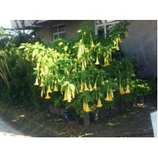 Cennet Borazanı Datura Melek Borazanı Sarı Çiçekli 100-120 Cm