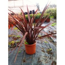 Formiyum Fidanı Yerli Formium Phormium Tenax Attropurpureum 40-60 Cm