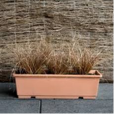 Karex Carex Tenucculmis Milk Chocolate 30-40 Cm