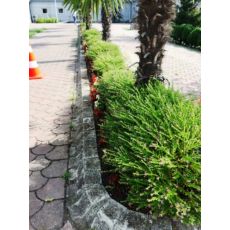 Kufeya Cennet Çiçeği Mor Çiçekli Cuphea Hyssopifolia 20-25 Cm