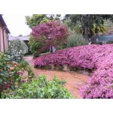 Pembe Çiçekli Çin Ardıcı Loropetalum chinense  150-175 Cm