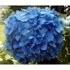 Ortanca Çiçeği Mavi Hydrangea Macrophylla 25-35  Cm